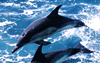 Common Dolphins